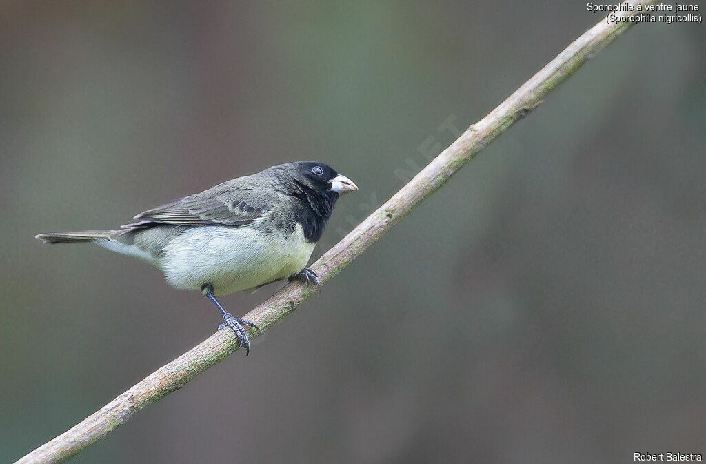 Yellow-bellied Seedeater male