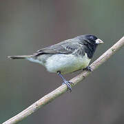 Yellow-bellied Seedeater