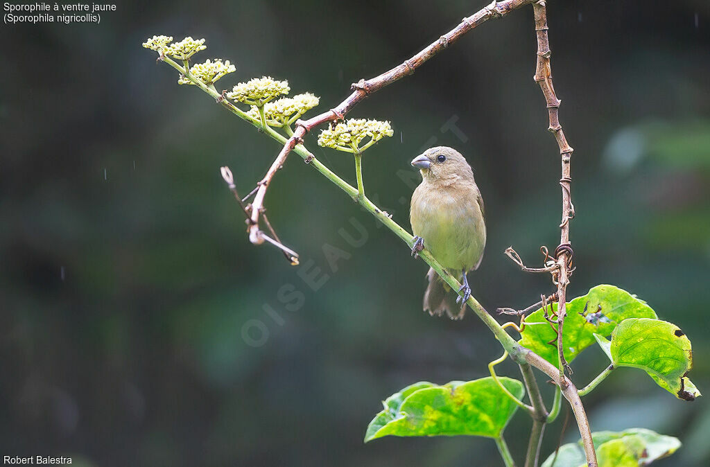 Yellow-bellied Seedeater female