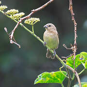 Yellow-bellied Seedeater