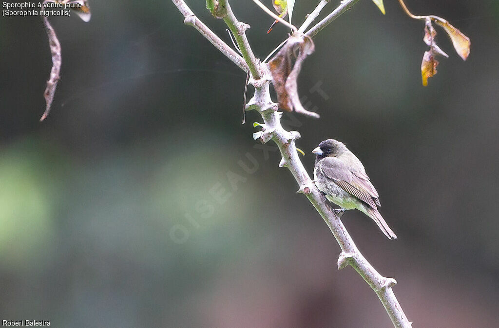 Yellow-bellied Seedeater