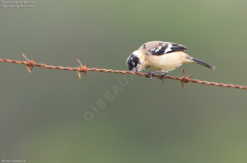 Morelet's Seedeater