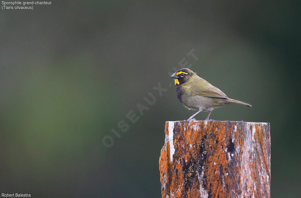 Yellow-faced Grassquit male