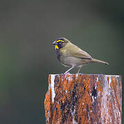 Yellow-faced Grassquit