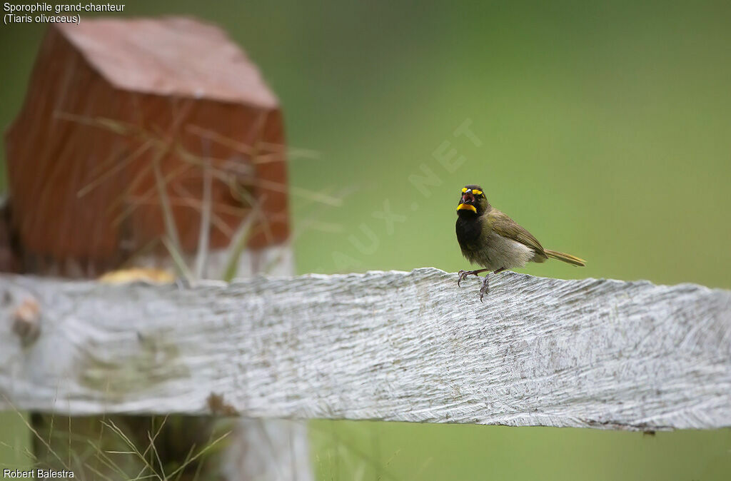 Yellow-faced Grassquit