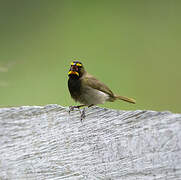 Yellow-faced Grassquit