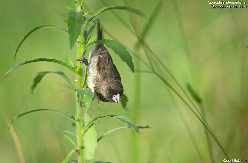 Grey Seedeater male