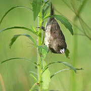 Grey Seedeater