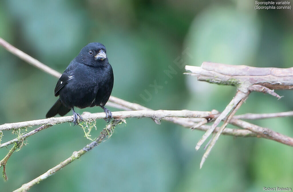 Variable Seedeater