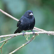 Variable Seedeater