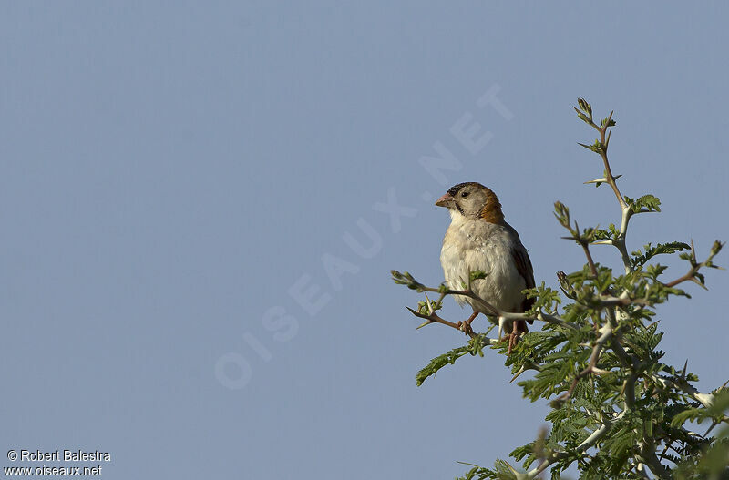 Speckle-fronted Weaver