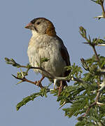 Speckle-fronted Weaver