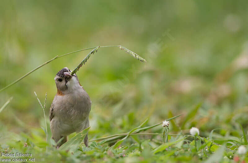 Speckle-fronted Weaveradult, feeding habits