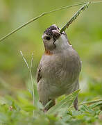 Speckle-fronted Weaver