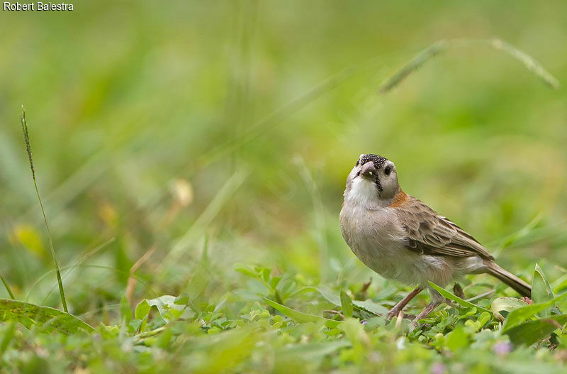 Speckle-fronted Weaver