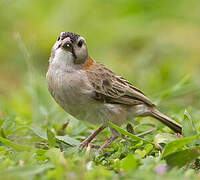 Speckle-fronted Weaver