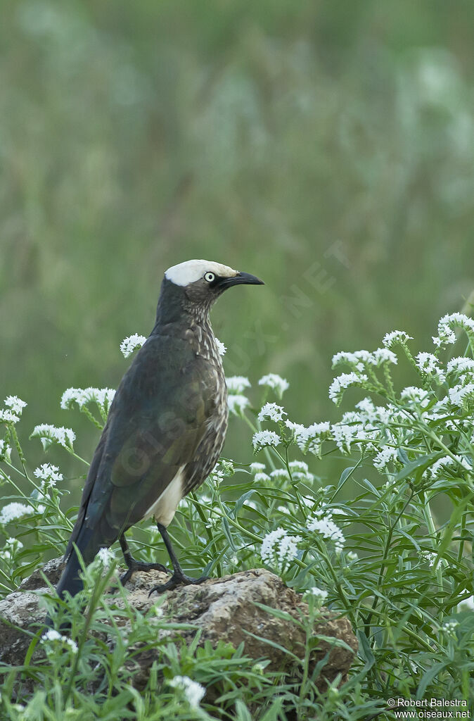 White-crowned Starlingadult