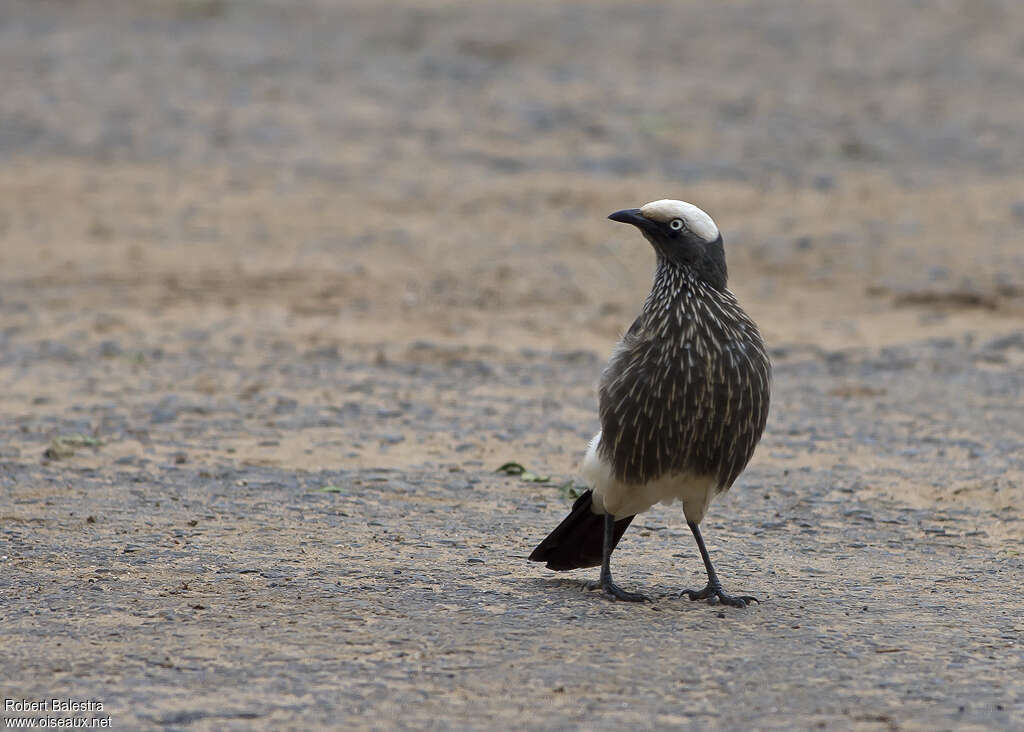 White-crowned Starlingadult