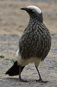 White-crowned Starling