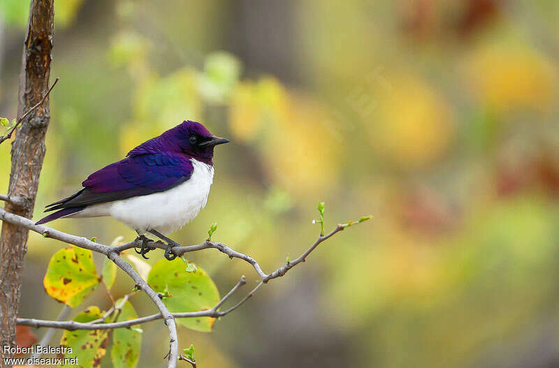 Violet-backed Starling male adult