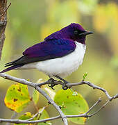 Violet-backed Starling