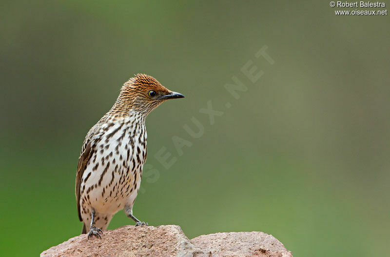 Violet-backed Starling female adult