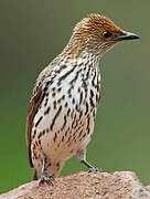 Violet-backed Starling