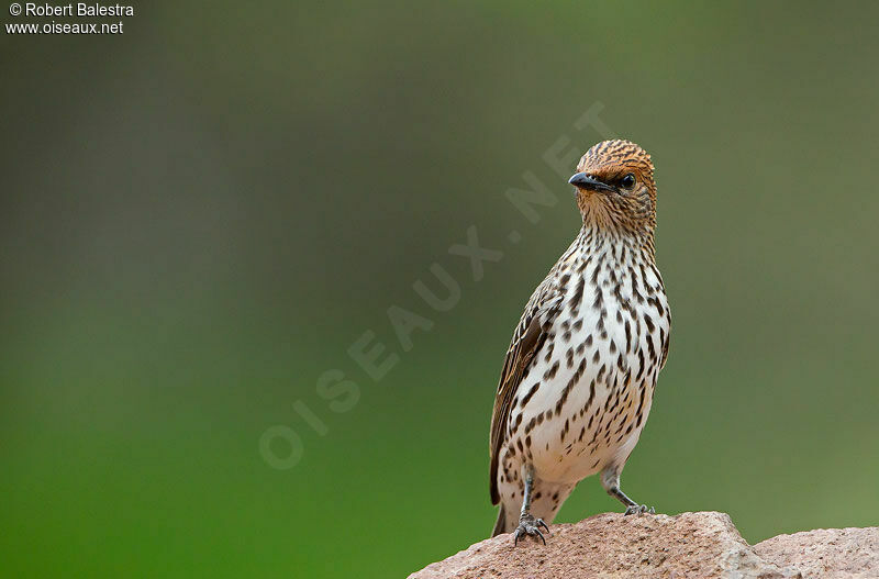 Violet-backed Starling female adult