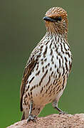 Violet-backed Starling