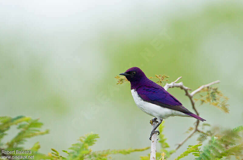 Violet-backed Starling male adult, identification