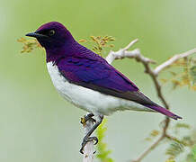 Violet-backed Starling