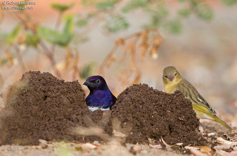 Violet-backed Starling