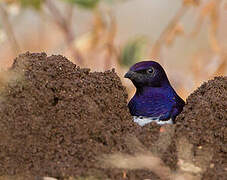 Violet-backed Starling