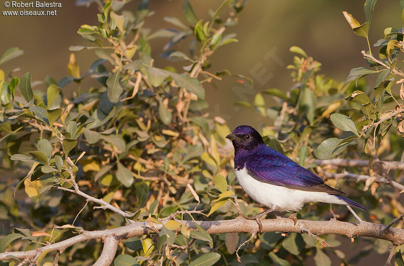 Violet-backed Starling male adult, Behaviour