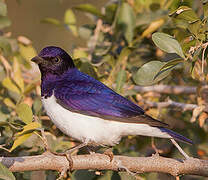 Violet-backed Starling