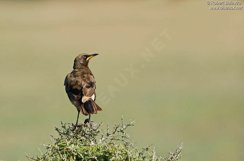 Pied Starling