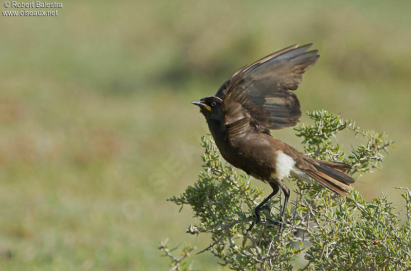 Pied Starling