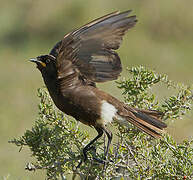 Pied Starling