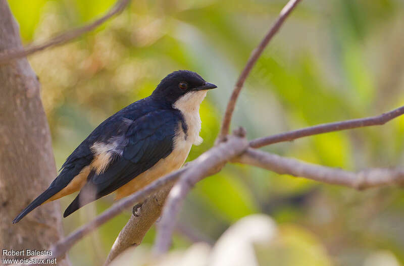 Sharpe's Starlingadult, identification