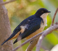 Sharpe's Starling