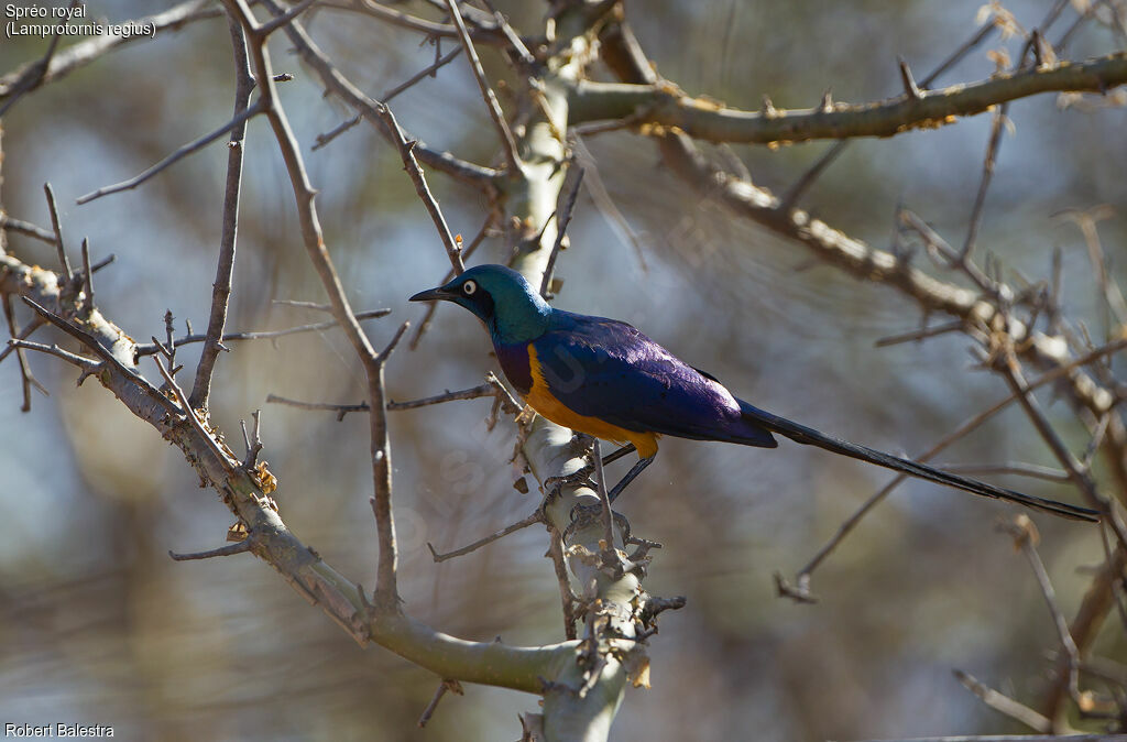 Golden-breasted Starling