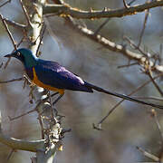 Golden-breasted Starling