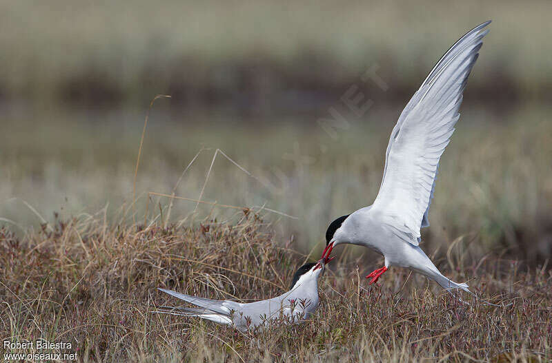 Arctic Ternadult breeding, feeding habits, Reproduction-nesting