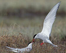 Arctic Tern