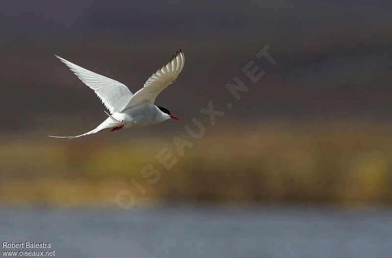 Arctic Ternadult, Flight