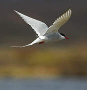 Arctic Tern