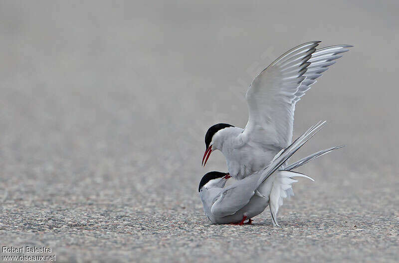 Arctic Ternadult breeding, mating.