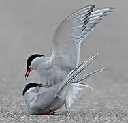 Arctic Tern