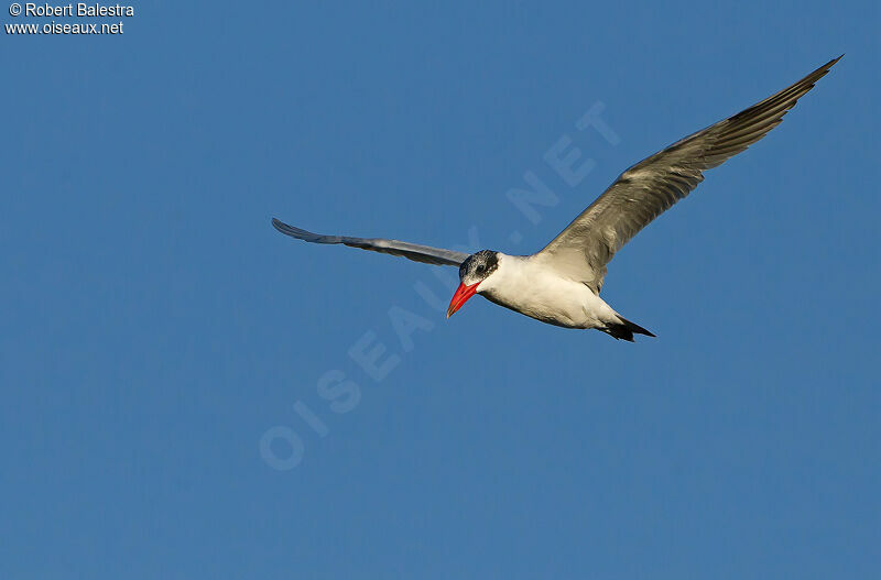 Caspian Tern