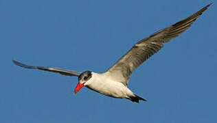 Caspian Tern